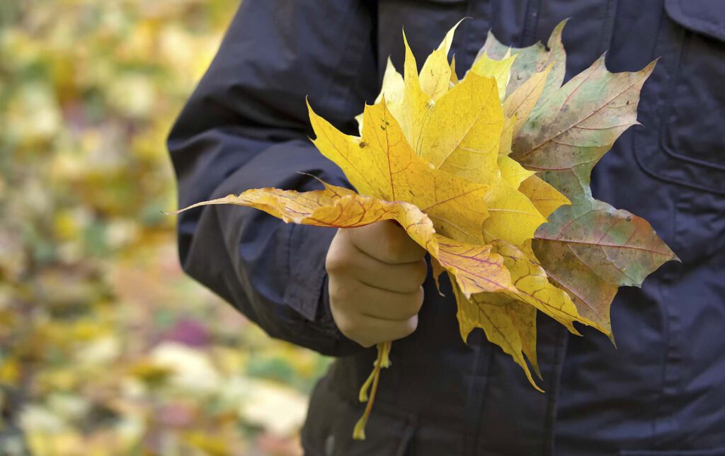 A child's hand holding a bunch of colourful autumn leaves during a family outing, a simple pleasure in the adoption journey