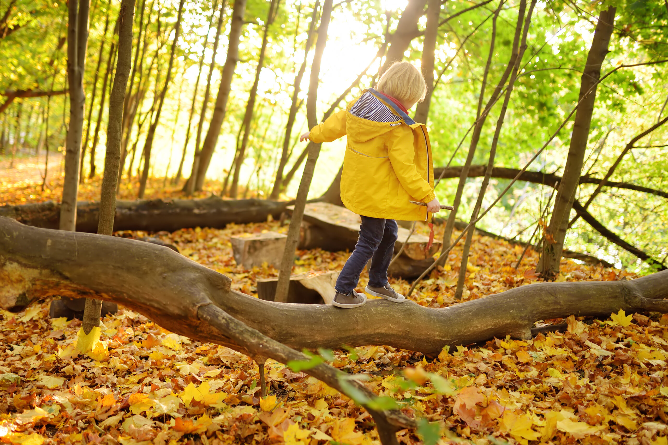 Young child in a yellow raincoat balancing on a fallen tree trunk in an autumn forest, surrounded by golden leaves and dappled sunlight. The child is holding a stick and exploring the woodland setting.